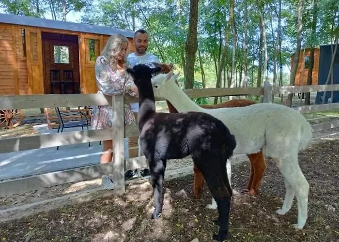 Alpacacamp