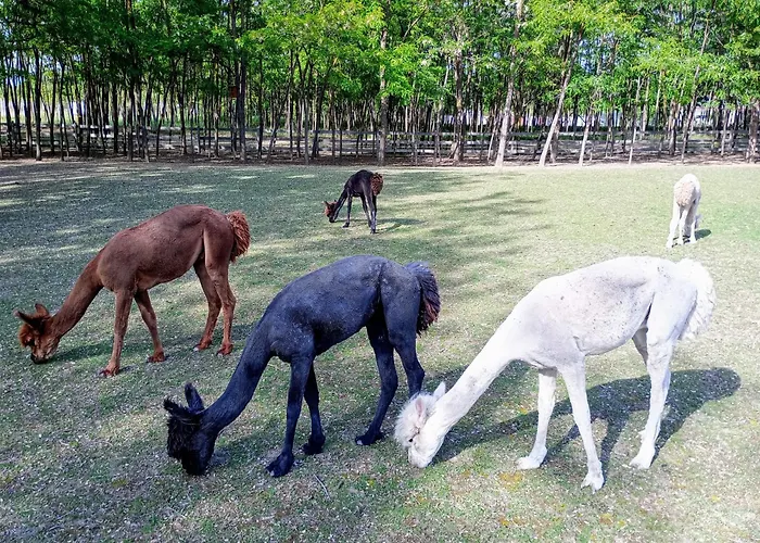 Alpacacamp