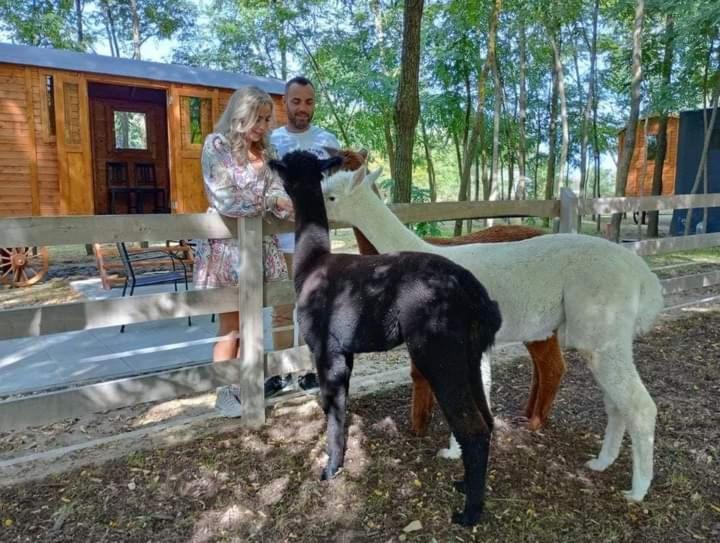 Alpacacamp * Helvecia