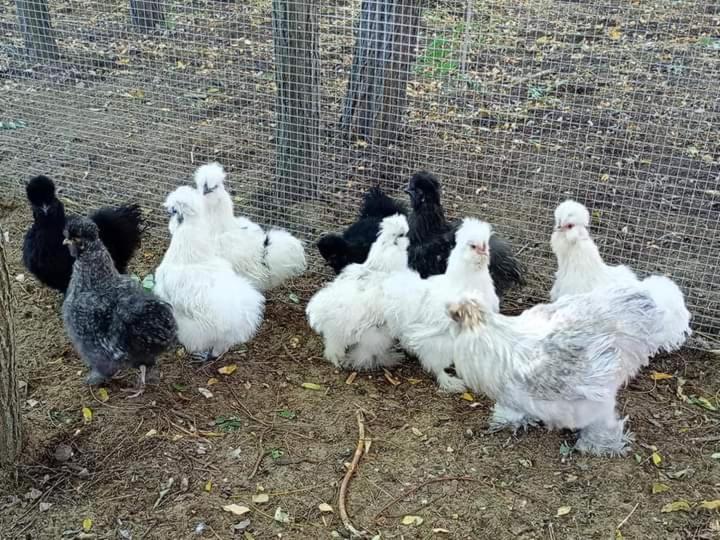 Alpacacamp Helvecia