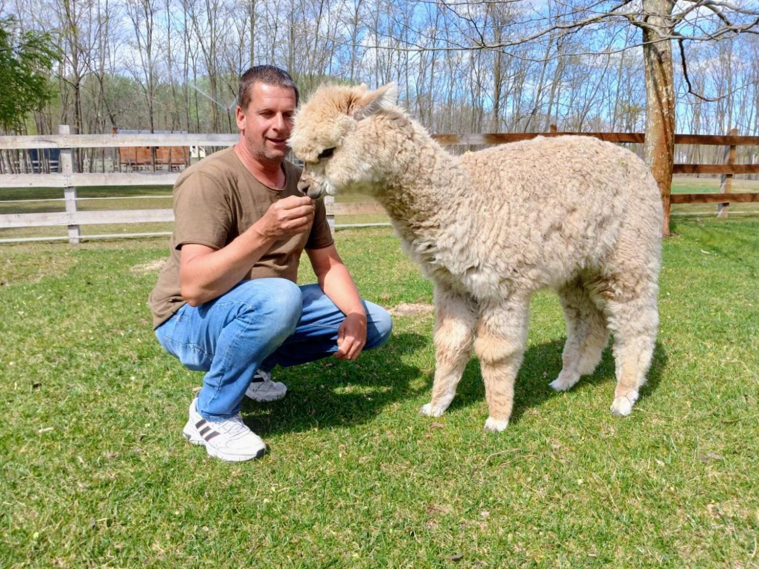 Camping Alpacacamp *