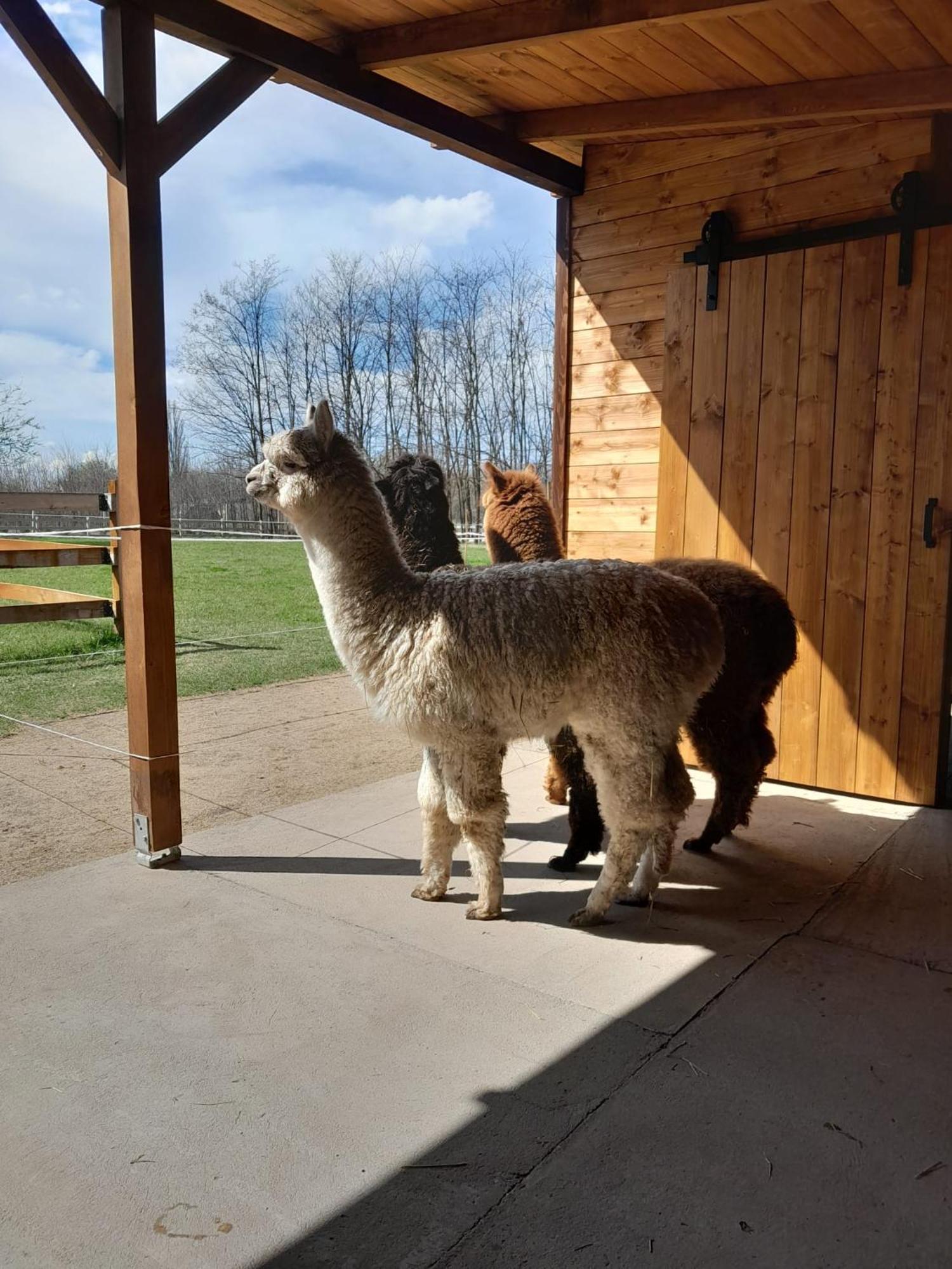 Camping Alpacacamp